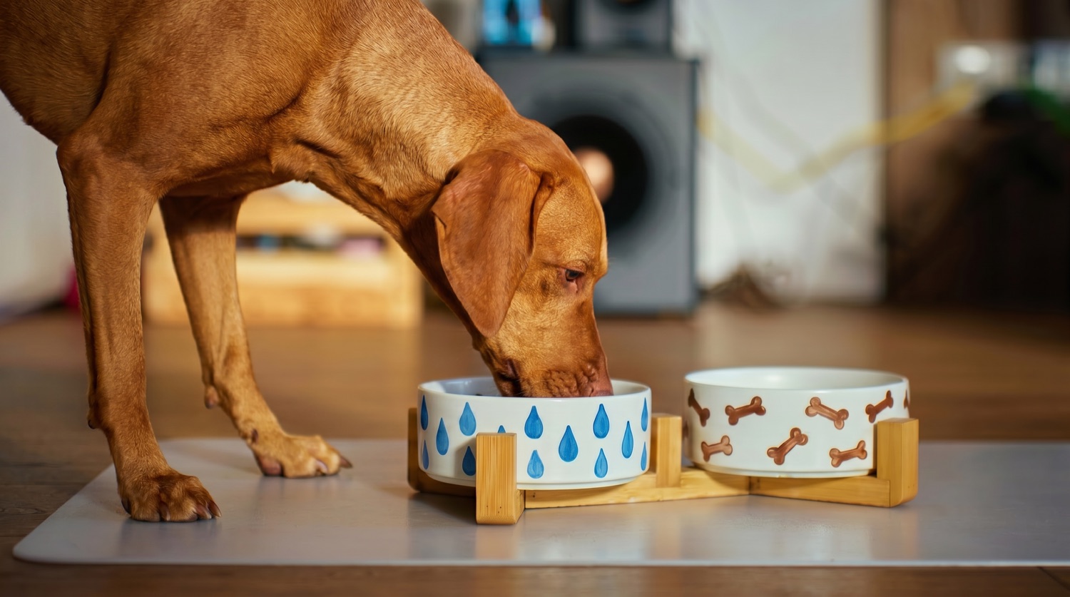 Hund frisst aus selbst bemalten Keramik-Näpfen